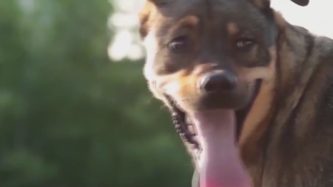 Protecting animals in cold weather