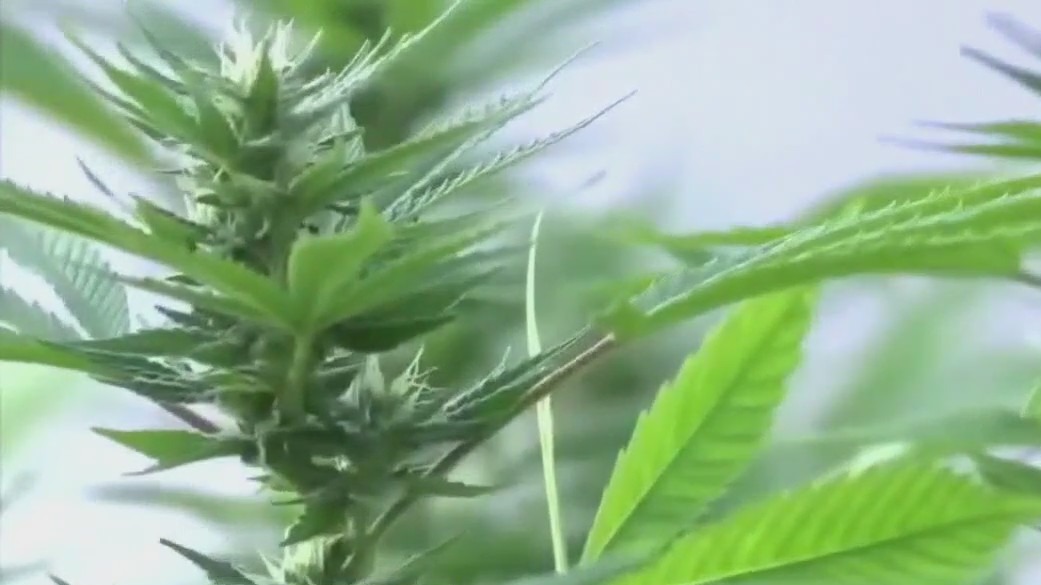 Lockhart leaders try to backtrack on marijuana decrim.