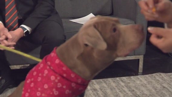 Big Mama - Pet of the Week