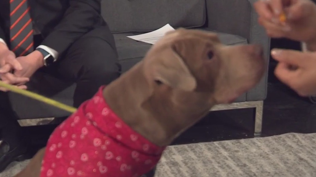 Big Mama - Pet of the Week