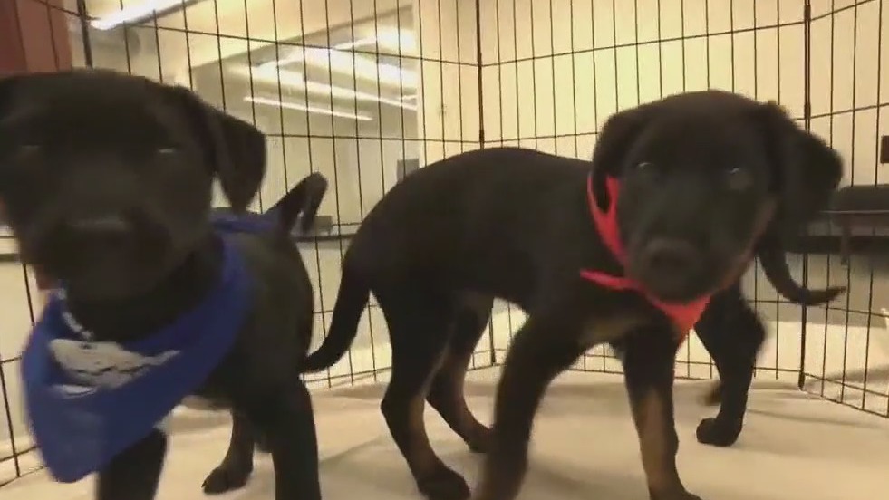 Puppy Bowl helps raise awareness on shelter dogs