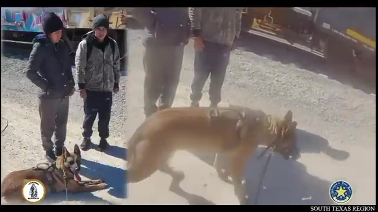 Immigration arrests: Texas DPS K9s track down suspects