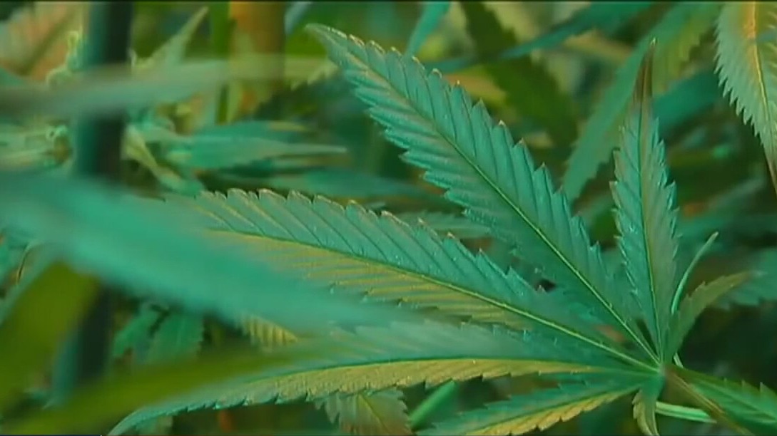 Lockhart rejects decrim. of marijuana