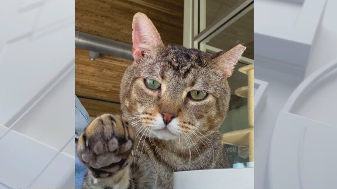 Pet of the Weekend: Roberto