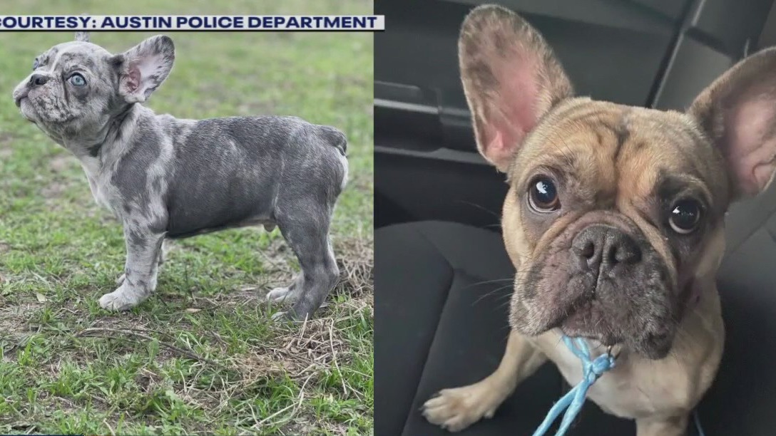 French Bulldogs stolen in Austin