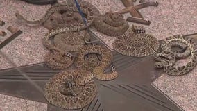 Rattlesnakes slither in to Texas Capitol