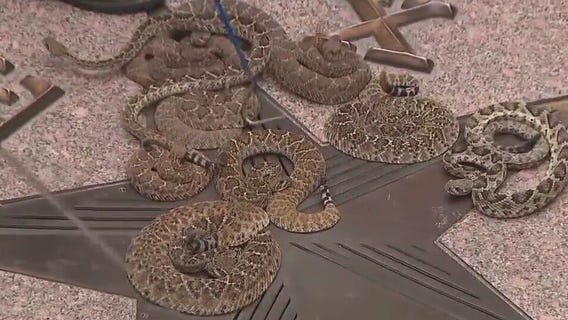 Rattlesnakes slither in to Texas Capitol