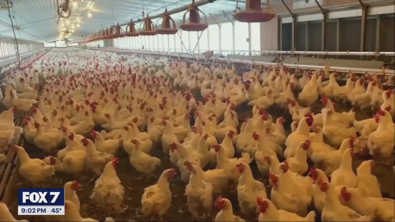 Bird flu in New Braunfels