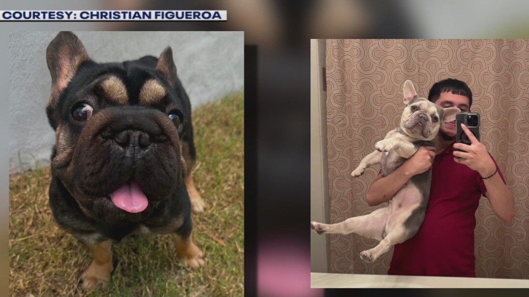 French Bulldogs stolen from Buda home
