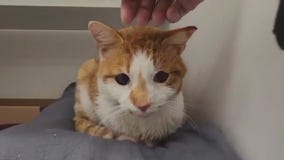 Pet of the Weekend: Mr. William