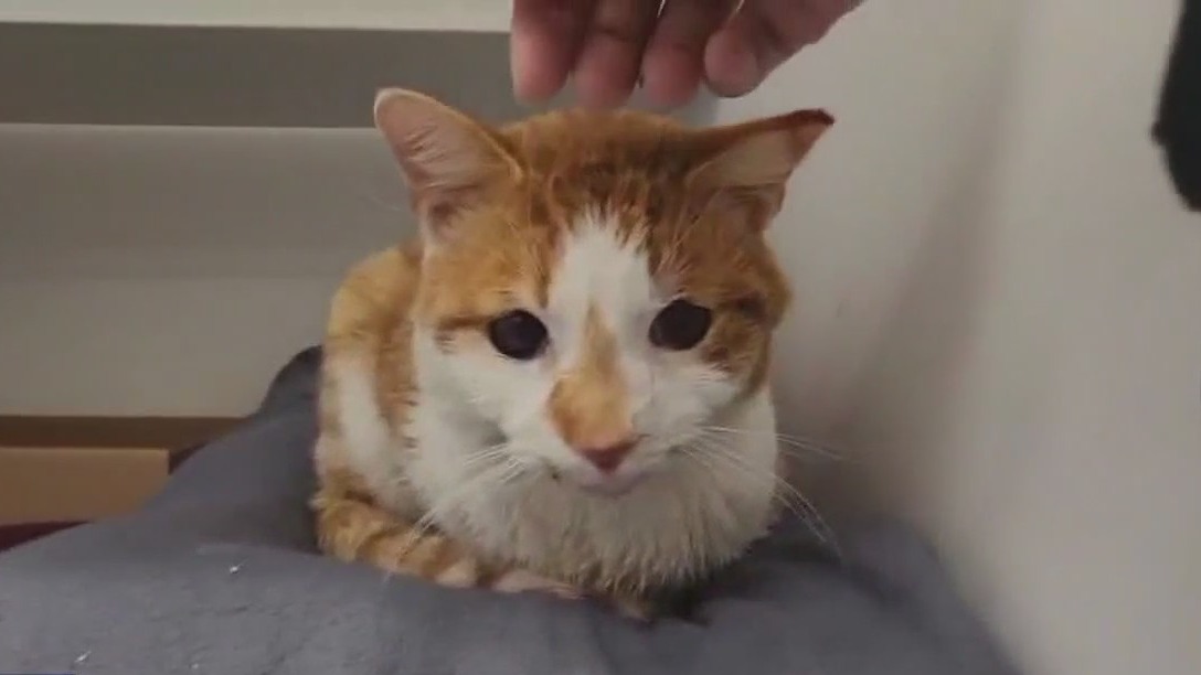 Pet of the Weekend: Mr. William