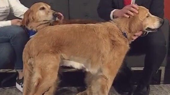 Honey & Sunny Skies at Gold Ribbon Rescue