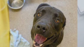 Pet of the Weekend: Mark