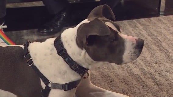 Cordelia from Love-A-Bull looking for good home