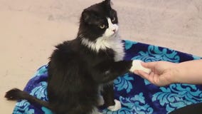 Pet of the Weekend: Meet Laszlo