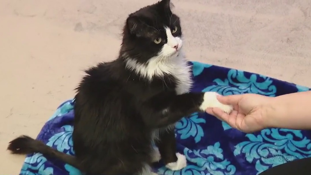 Pet of the Weekend: Meet Laszlo