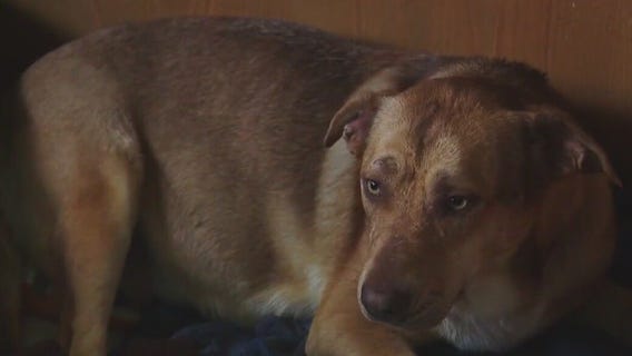 Pet of the Weekend: Kanilla