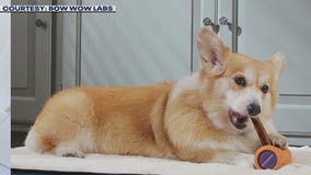 February is Pet Dental Health Month