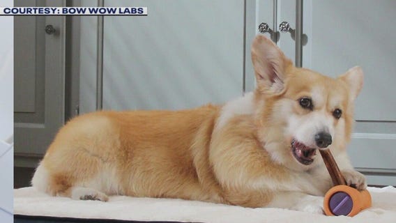 February is Pet Dental Health Month