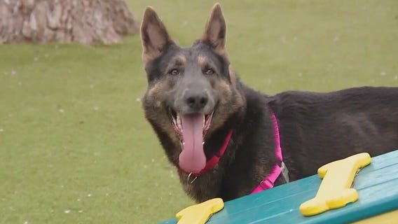 Pet of the Weekend: Apollo