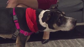 Lady Bug at Austin Animal Center