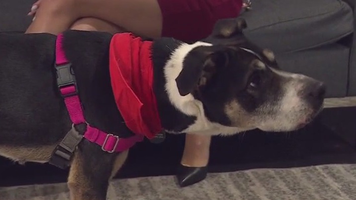 Lady Bug at Austin Animal Center