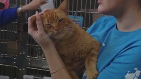 Pet of the Weekend: Meet Danny Boy