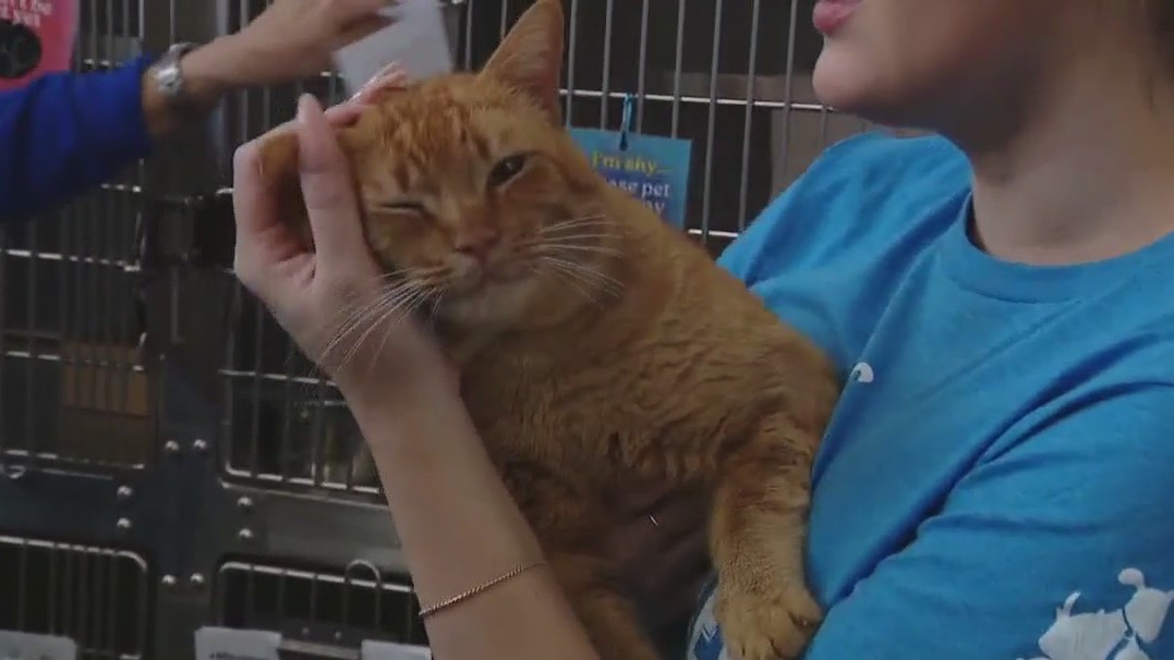 Pet of the Weekend: Meet Danny Boy