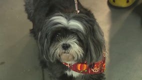 Pet scam in Central Texas