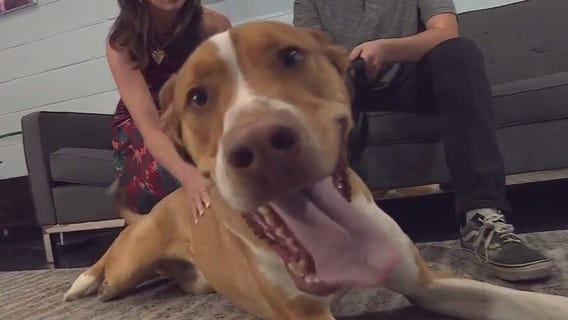 Dandy at Pflugerville Animal Shelter