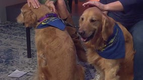 Chai and Tova at Gold Ribbon Rescue