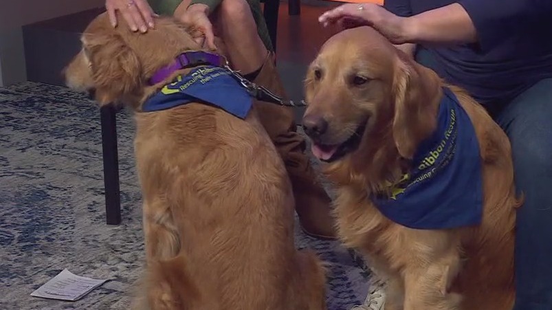 Chai and Tova at Gold Ribbon Rescue