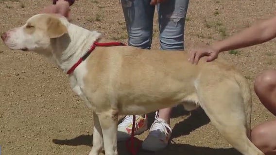 Pet of the Weekend: Frankie