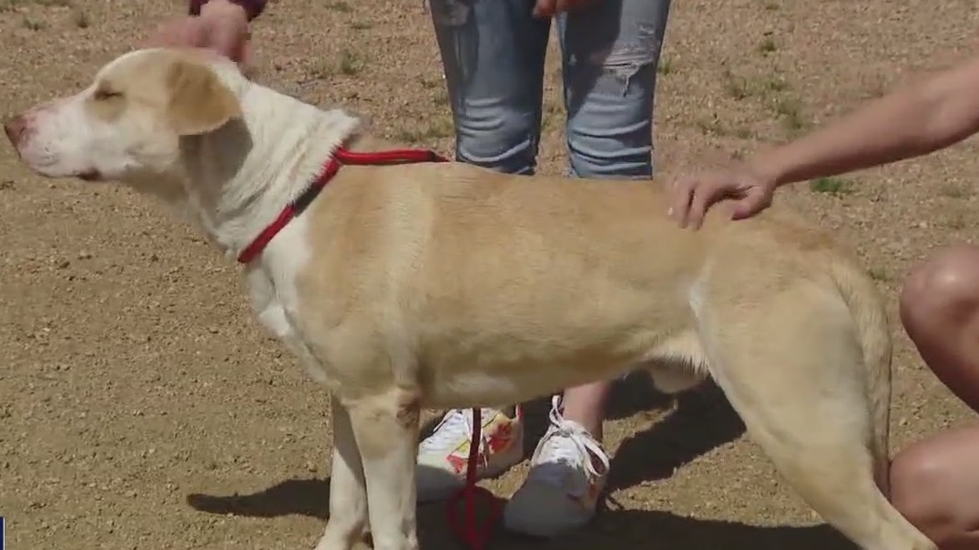 Pet of the Weekend: Frankie
