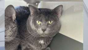 Pet of the weekend: Meet Hercules and Thor