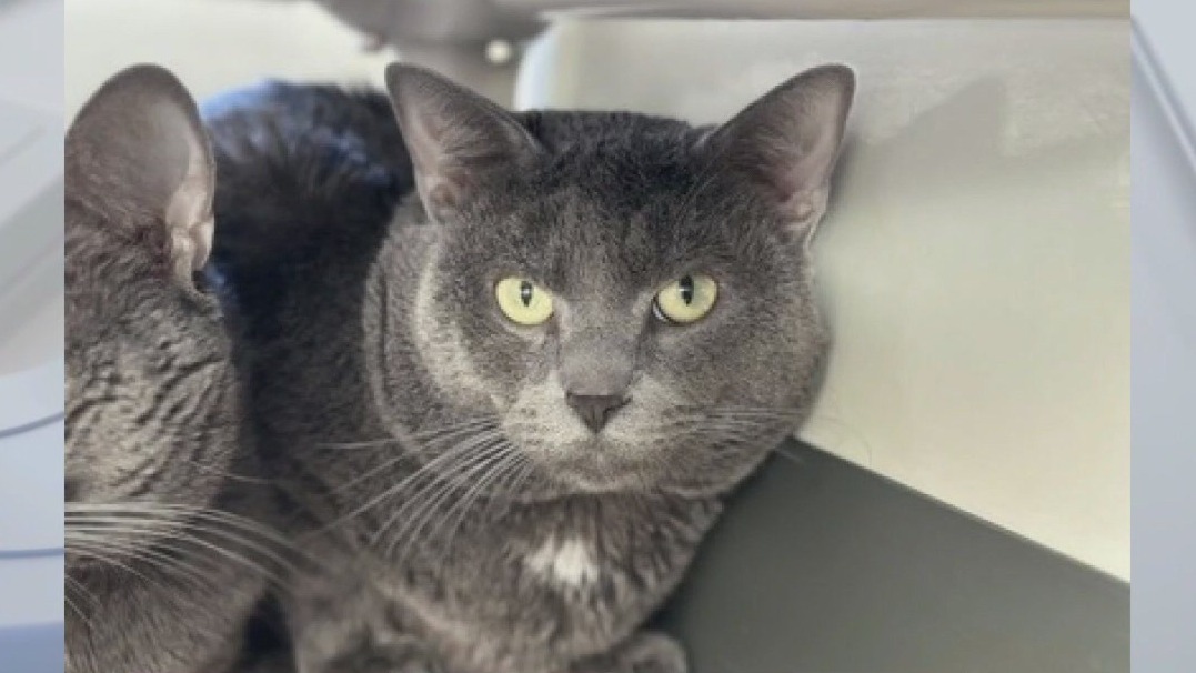 Pet of the weekend: Meet Hercules and Thor