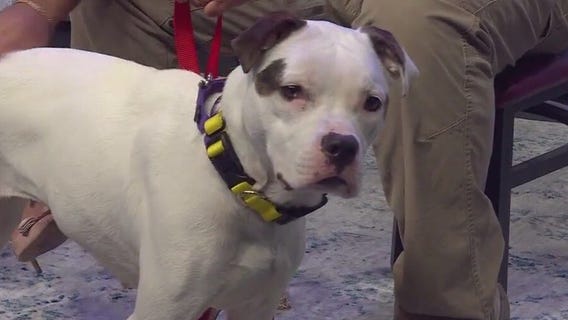 Gabi at Austin Pets Alive!