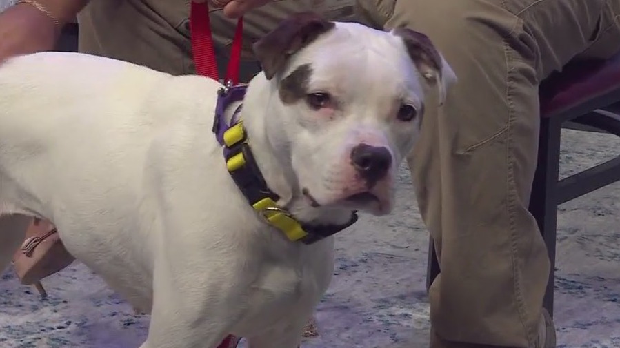 Gabi at Austin Pets Alive!