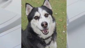 Pet of the Weekend: Milo