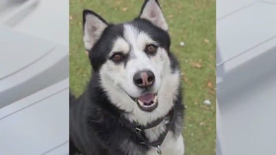 Pet of the Weekend: Milo