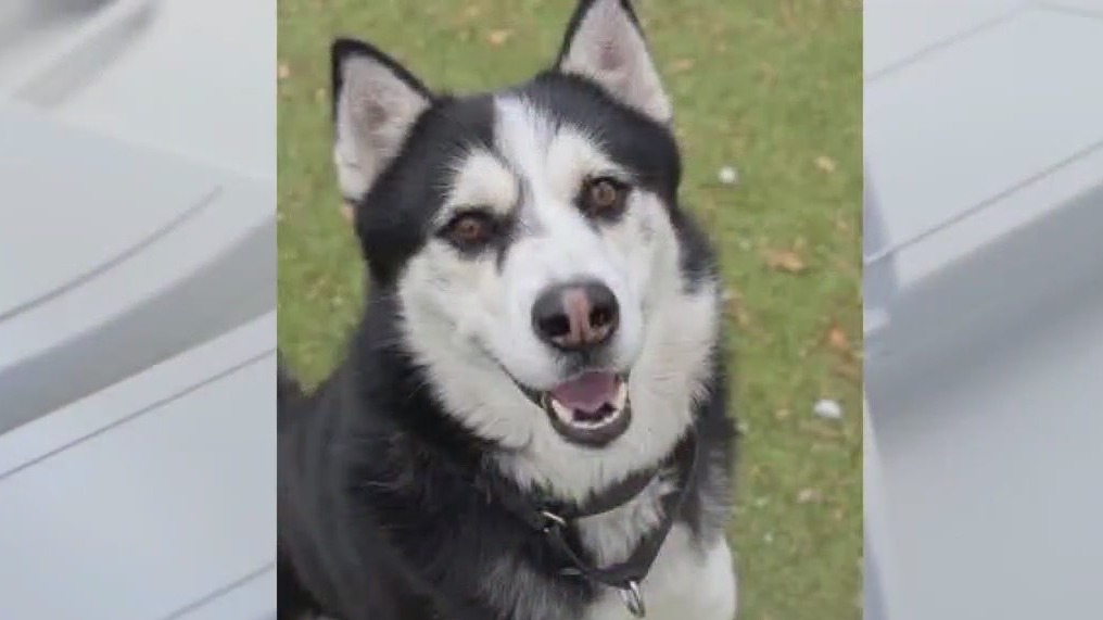 Pet of the Weekend: Milo