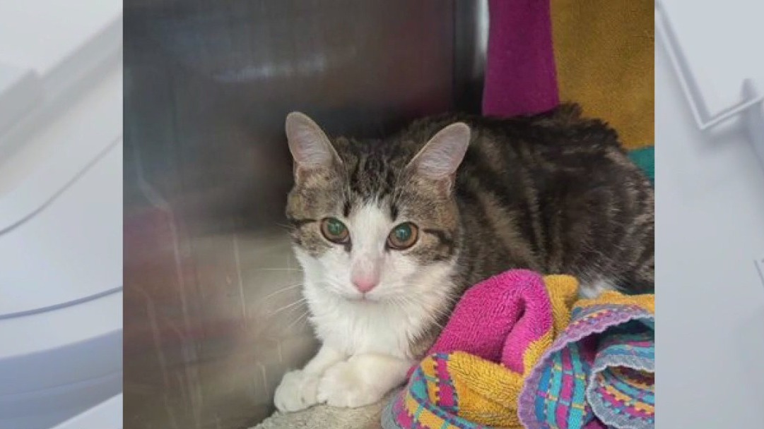 Pet of the weekend: Meet Helena