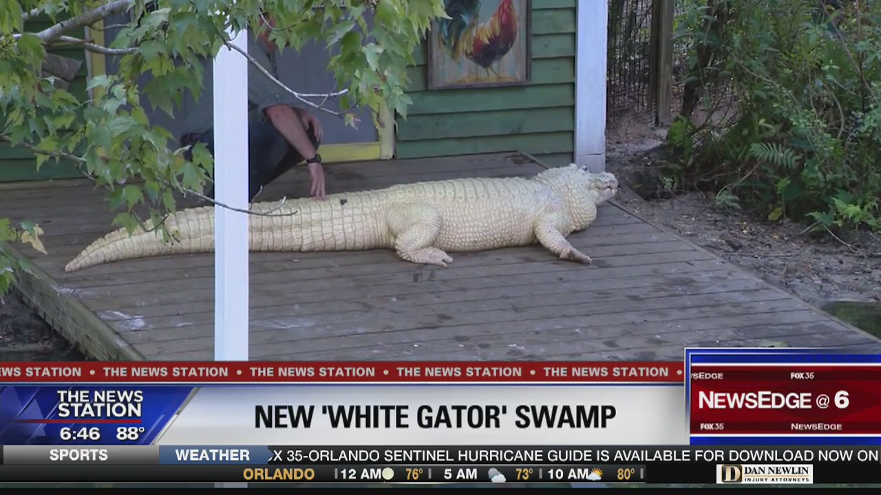 White alligator swamp featured at Gatorland