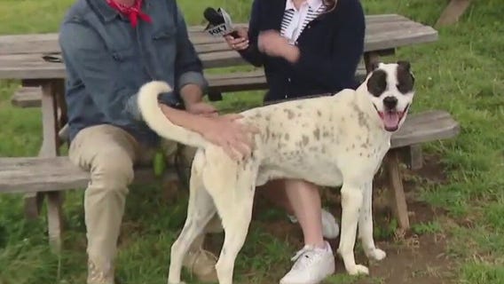 Pet of the Weekend: Winston