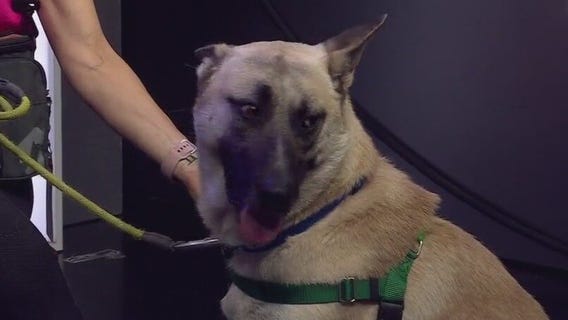 Jefferson at Austin Animal Center