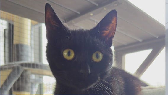 Pet of the Weekend: Corkscrew