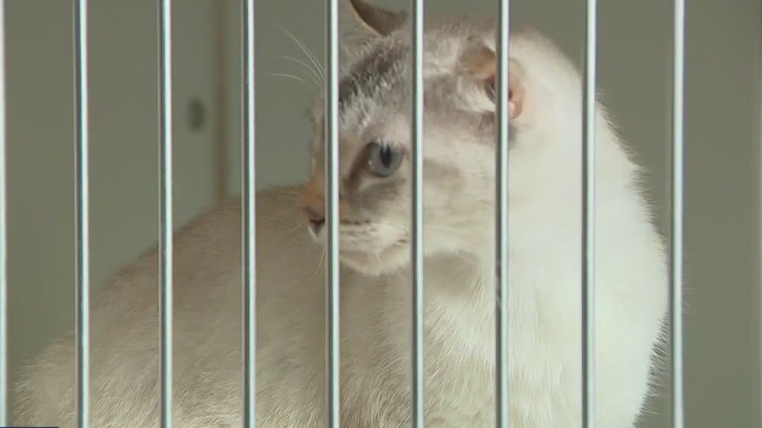 Cats abandoned in Leander