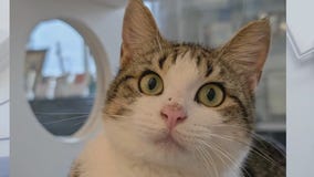 Pet of the Weekend: Meet Alvin