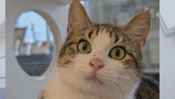 Pet of the Weekend: Meet Alvin