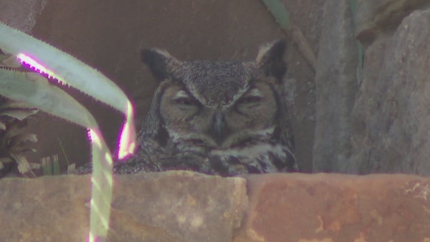 Owl welcomes hatchlings in Austin